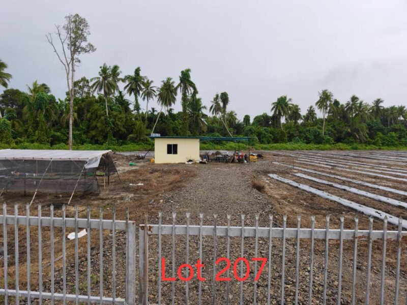 Agriculture land at Spandi-Sambir, Asajaya.