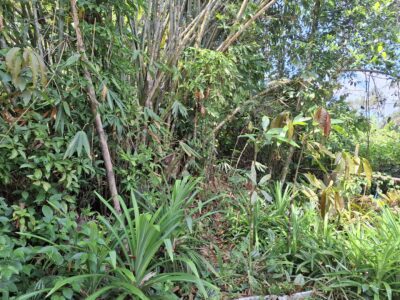 Residential land at Batu Kitang town, Kuching
