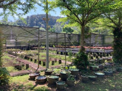 Agriculture Land at 13th Mile Jalan Kuching-Serian For Sale