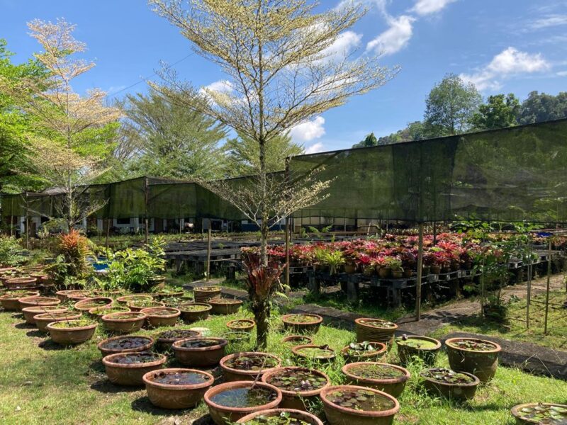 Agriculture Land at 13th Mile Jalan Kuching-Serian For Sale