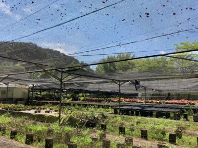 Agriculture Land at 13th Mile Jalan Kuching-Serian For Sale