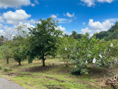 Vacant Land at Jalan Kuching-Bau, Siniawan Bau For Sale